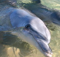 Dolphins of Monkey Mia - Australian Destinations