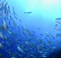 Cape Byron Marine Park - Australian Destinations