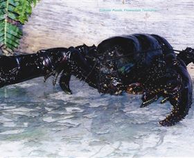 Lobster Ponds - Australian Destinations 2