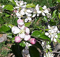 Avro Park Orchards - Australian Destinations