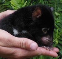 Crawn Motors - Australian Destinations