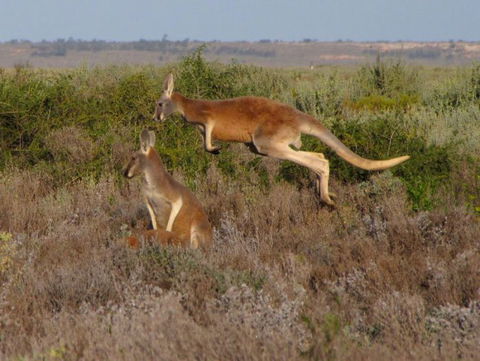 Echidna Walkabout Nature Tours - Australian Destinations 11