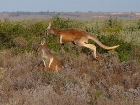 Echidna Walkabout Nature Tours - Australian Destinations 13