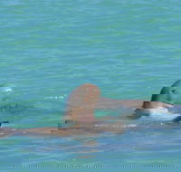 Snubfin Dolphin Eco Cruise from Broome - Australian Destinations