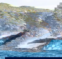Jet Boat Whale Watching Safari from Dunsborough - Australian Destinations