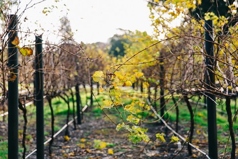 Australian Wine Discovery Tour Ticket - Australian Destinations 4