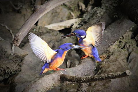 Daintree River Sunset Cruise - Australian Destinations 1