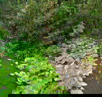 Brindle Creek Walking Track - Australian Destinations