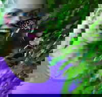 Coffs Harbour Butterfly House - Australian Destinations