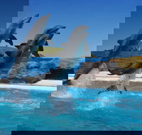 Dolphin Marine Conservation Park - Australian Destinations