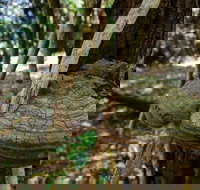 Mount Keira Ring Track - Australian Destinations