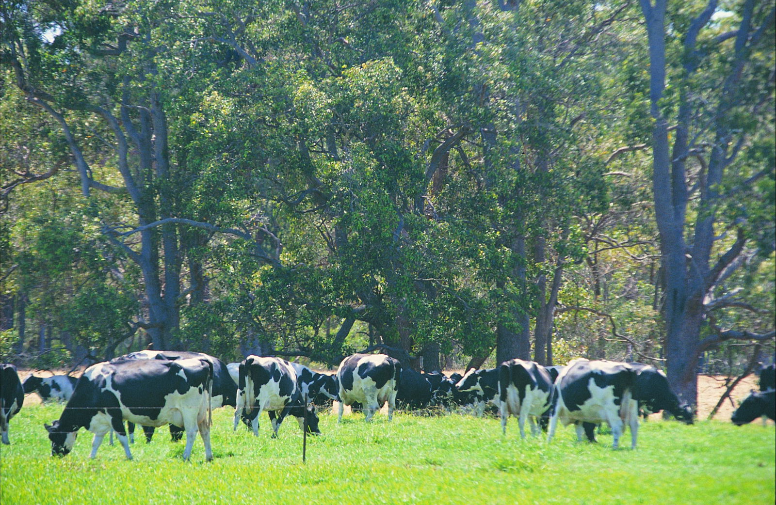 Gwindinup WA Australian Destinations