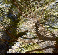 Byarong Park Picnic Area - Australian Destinations