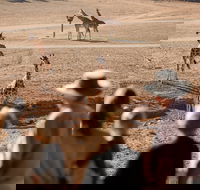 Monarto Safari Park - Australian Destinations