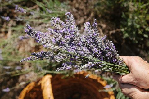 Nannup Lavender Farm - Australian Destinations 2