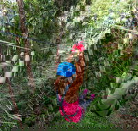 TreeTop Challenge - Sunshine Coast - Australian Destinations