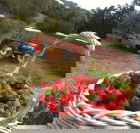 Blue Hills Berries and Cherries - Australian Destinations