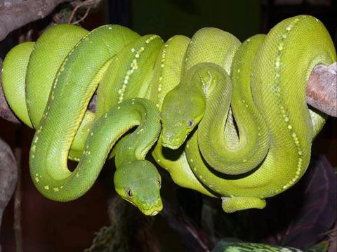 Canberra Reptile Zoo - Australian Destinations 1
