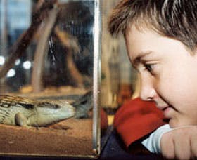 Canberra Reptile Zoo - Australian Destinations 2