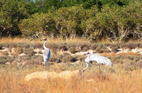 Cape Keraudren Nature Reserve - Australian Destinations 0