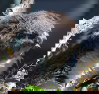 Gorge Wildlife Park - Australian Destinations