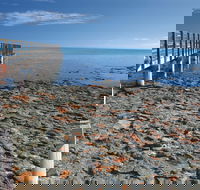 Hamelin Pool Stromatolites - Australian Destinations