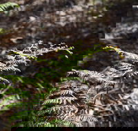 Langwarrin Flora and Fauna Reserve Walking Trails - Australian Destinations