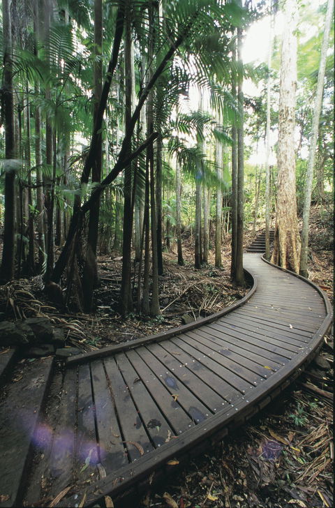 Mapleton Falls National Park - Australian Destinations 1