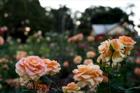 Newtown Park State Rose Garden - Australian Destinations 0