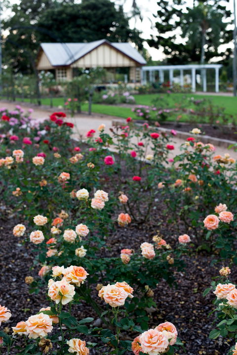 Newtown Park State Rose Garden - Australian Destinations 2