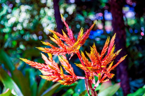 Queens Gardens - Australian Destinations 2