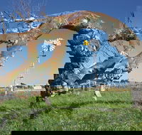 Greenough Leaning Trees - Australian Destinations