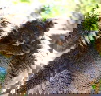 Koala Conservation Reserve - Australian Destinations