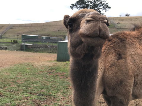 Taralga Wildlife Park - Australian Destinations 1