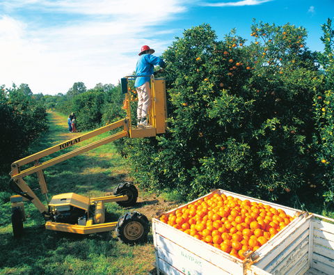 Gayndah's Big Orange - Australian Destinations 0