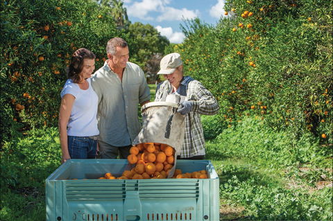 Gayndah's Big Orange - Australian Destinations 1