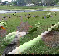 Gooseponds North Mackay - Australian Destinations