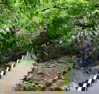 Rainforest Loop Walk Budderoo National Park - Australian Destinations