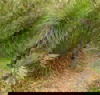 Grass Tree Circuit - Australian Destinations