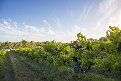 Mclaren Vale - Australian Destinations 0