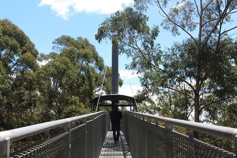 Illawarra Fly Treetop Adventures Admission Including Zipline Tour - Australian Destinations 2