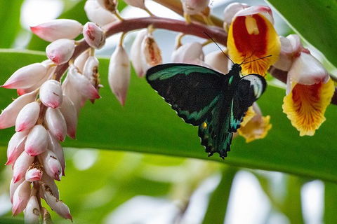 Australian Butterfly Sanctuary- Virtual Interactive Tour With Private Guide - Australian Destinations 0