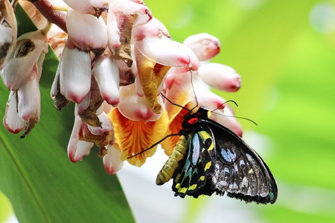 Australian Butterfly Sanctuary- Virtual Interactive Tour With Private Guide - Australian Destinations 7