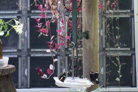 Australian Butterfly Sanctuary- Virtual Interactive Tour With Private Guide - Australian Destinations 6