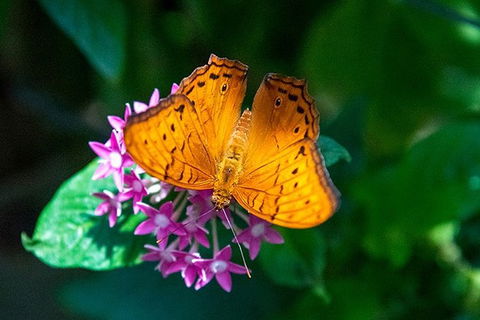 Australian Butterfly Sanctuary- Virtual Interactive Tour With Private Guide - Australian Destinations 1