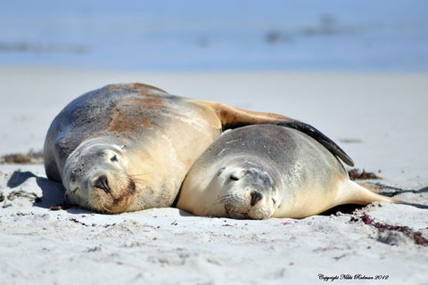 NEW TOUR - Kangaroo Island Road To Recovery Tour (1 Day/1 Night) - Australian Destinations 3
