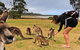 4-Day Fabulous Tasmania Tour: Wineglass Bay, Port Arthur, Devils & Bruny Island - thumb 5