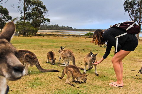 4-Day Fabulous Tasmania Tour: Wineglass Bay, Port Arthur, Devils & Bruny Island - Australian Destinations 5