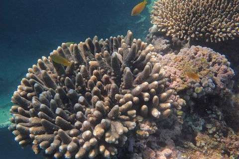 Marine Eco Safari - Swim With Manta Rays - Australian Destinations 5
