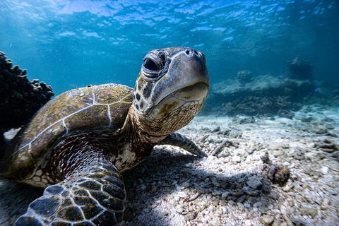Marine Eco Safari - Swim With Manta Rays - Australian Destinations 4